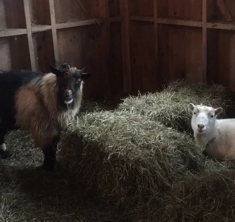 romeo the stinky goat